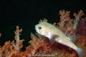 shot with nikon D70s and 50mm macro by Simon Gardener 